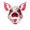 Wild Domestic Pig