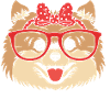 Pomeranian Pomeranian Dog