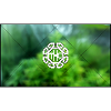 THC Cannabis