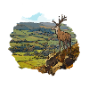 Le Cerf dans la Vallée