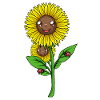 Sunflower Sunflower Garden Nature