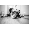1200 Bulldog