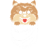 Pomeranian Pomeranian Dog