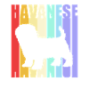 Havanese dog