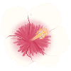 fleur d’hibiscus