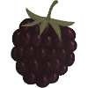 blackberry