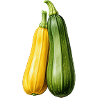 Courgette