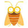 cicada