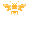 cicada