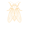 cicada
