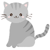 cute grey cat