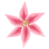 pink and white lily flower