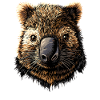 Wombat Australie Marsupial Mignon Wombat