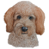 Labradoodle