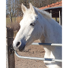 White horse portrait