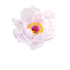 Natural Beauty - Peony (colour)