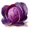 Red cabbage