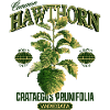 Common Hawthorn Botanical Art
