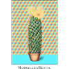 Mammillaria Cactus Pop