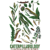 Caterpillarology Nature Study
