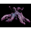 Octopus octopus
