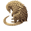 Pangolins Pangolin Pangolin