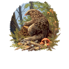 Pangolins Pangolin Pangolin