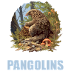Pangolins Pangolin Pangolin