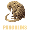 Pangolins Pangolin Pangolin