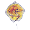 Gonyaulax spinifera