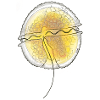 Protoceratium reticulatum