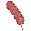 Margalefodinium polykrikoides