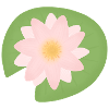 lotus flower