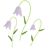 bellflowers