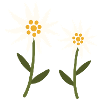 Fleurs d’edelweiss