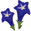 blue gentian flowers