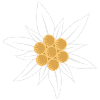 edelweiss flower