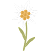 edelweiss flower