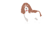 Springer Spaniel Dog
