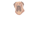 Bullmastiff Dog