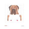Bullmastiff