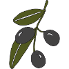 olive branch
