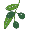olive branch