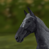 Appaloosa horse