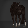 Dark Bay horse