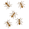 Ants Insects Insect Ant