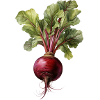 Beetroot / Beetroot
