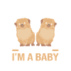Pekingese Peningese