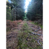 Forest path