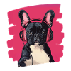 Frenchie French Bulldog